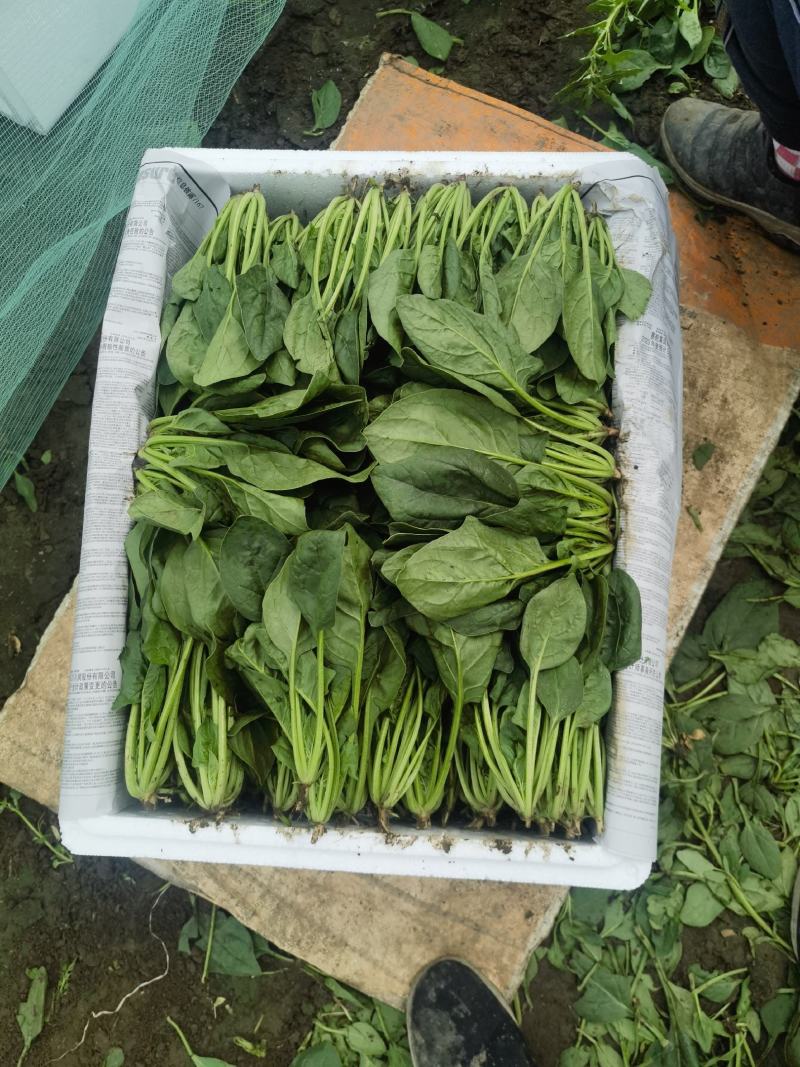 兴和县精品菠菜，香菜大量供应全国超市，批发市场