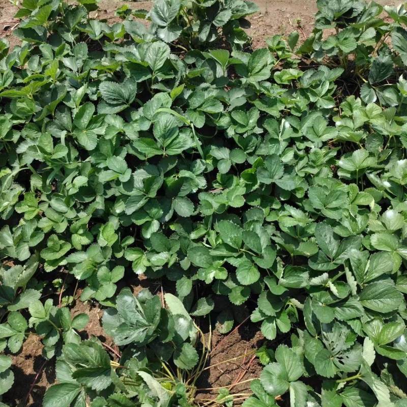 【草莓苗品种齐全】黑珍珠、联盟二号、天使八号草莓苗电联