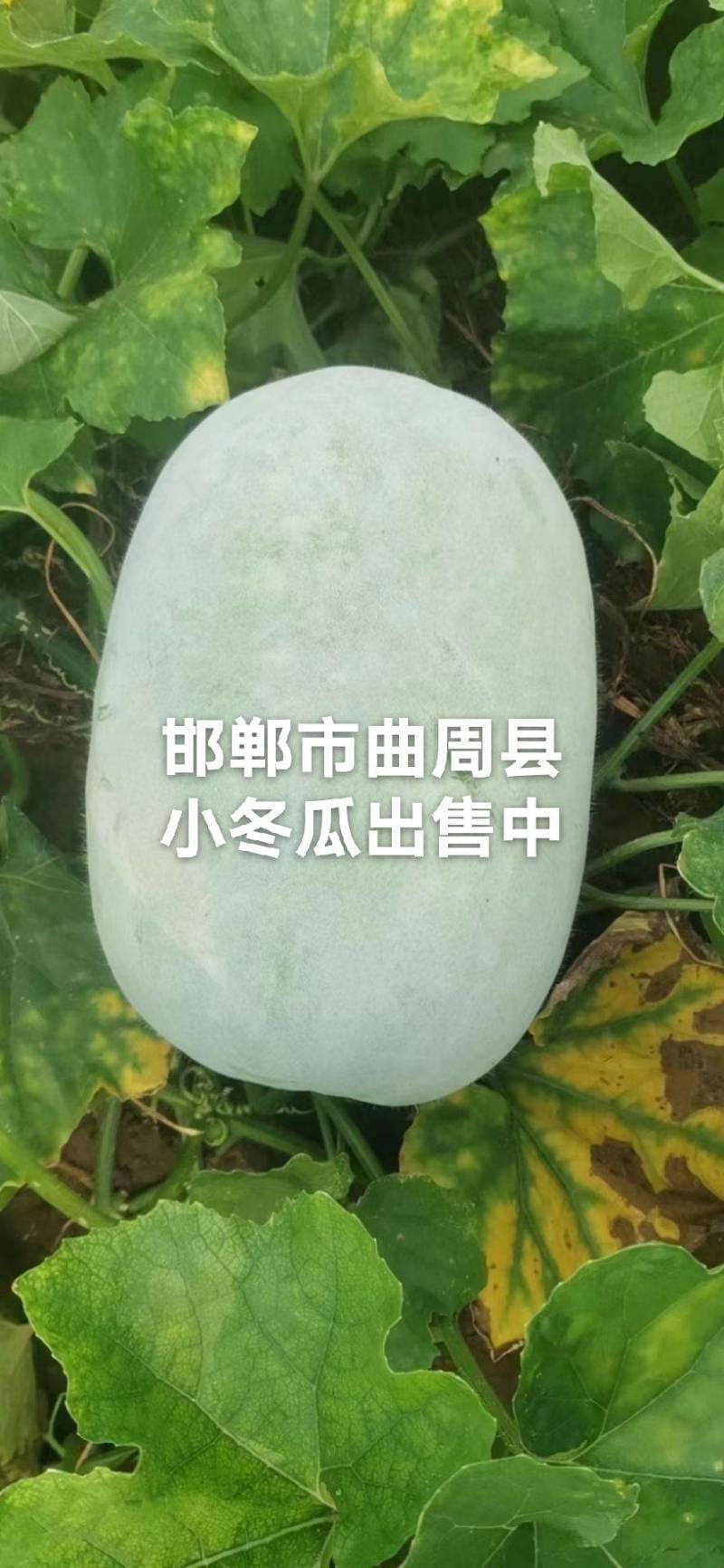 白冬瓜