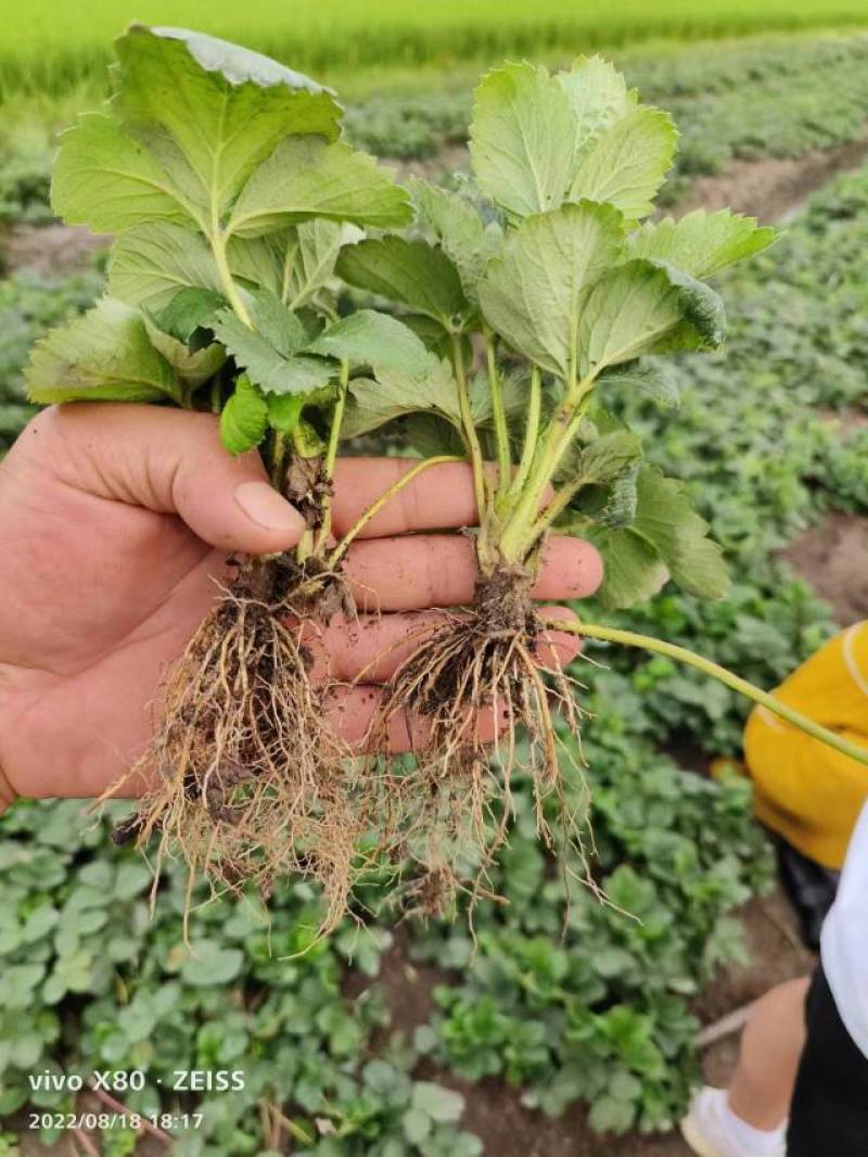 【草莓苗品种齐全】黑珍珠、联盟二号、天使八号草莓苗电联