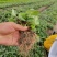 【草莓苗品种齐全】黑珍珠、联盟二号、天使八号草莓苗电联