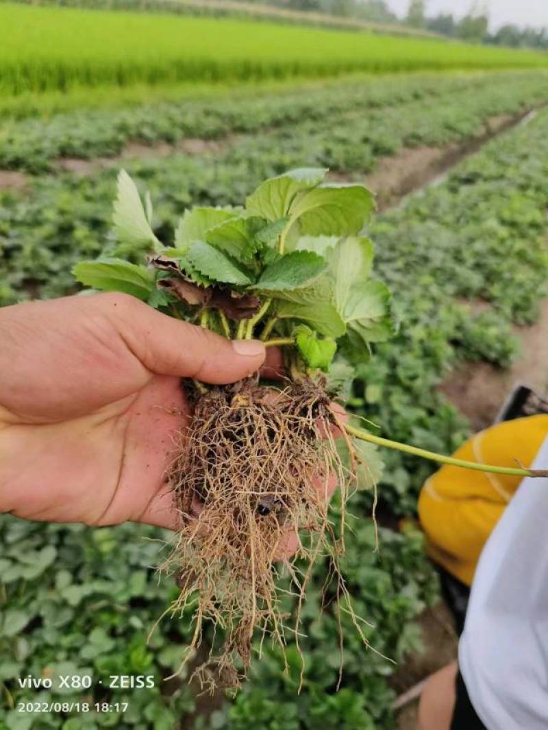 【草莓苗品种齐全】黑珍珠、联盟二号、天使八号草莓苗电联