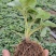 【草莓苗品种齐全】黑珍珠、联盟二号、天使八号草莓苗电联