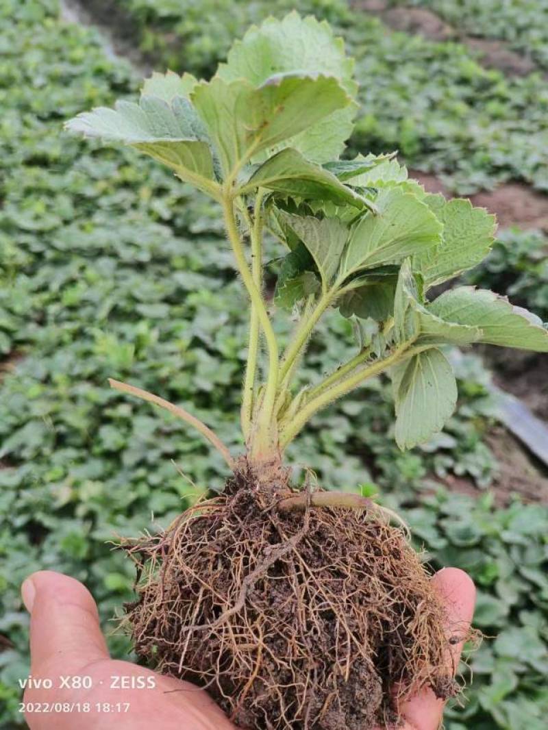 【草莓苗品种齐全】黑珍珠、联盟二号、天使八号草莓苗电联