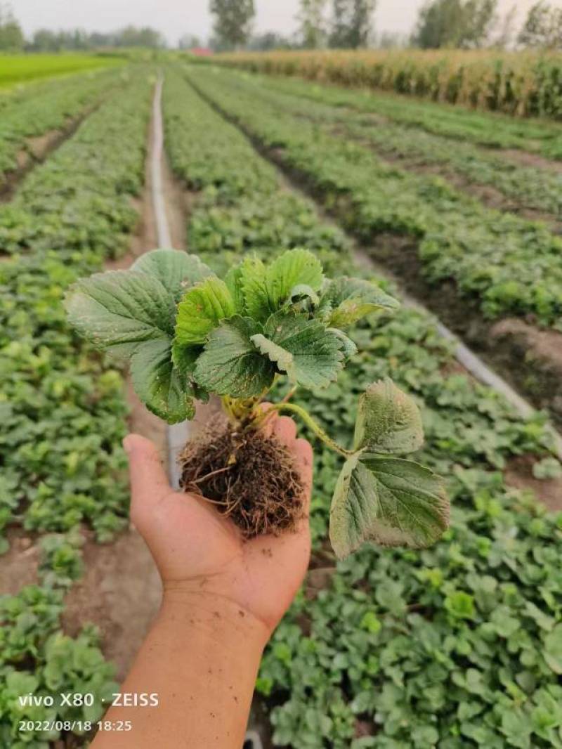 【草莓苗品种齐全】黑珍珠、联盟二号、天使八号草莓苗电联