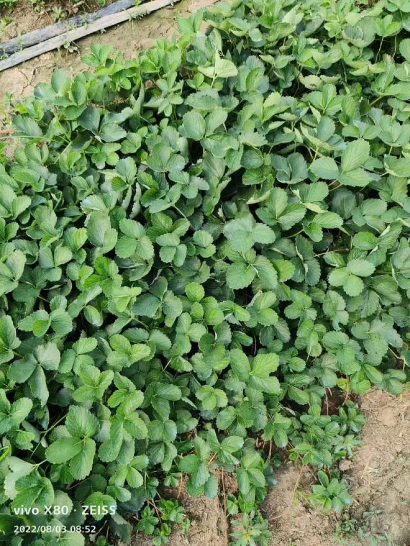 【草莓苗品种齐全】黑珍珠、联盟二号、天使八号草莓苗电联
