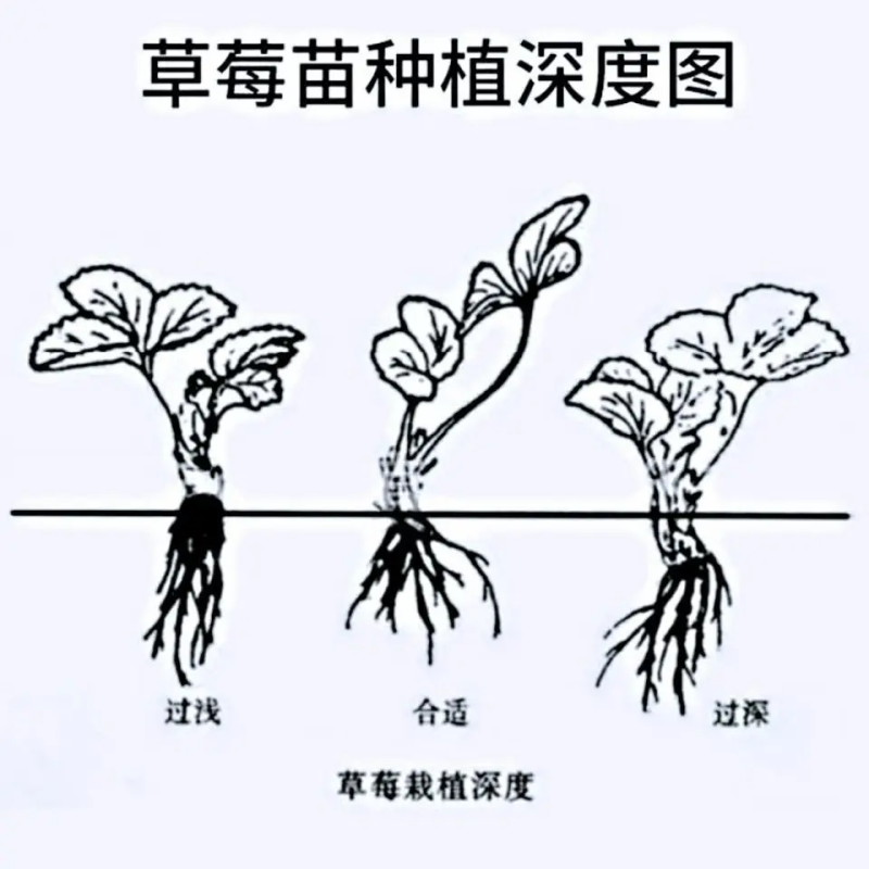 【草莓苗品种齐全】黑珍珠、联盟二号、天使八号草莓苗电联