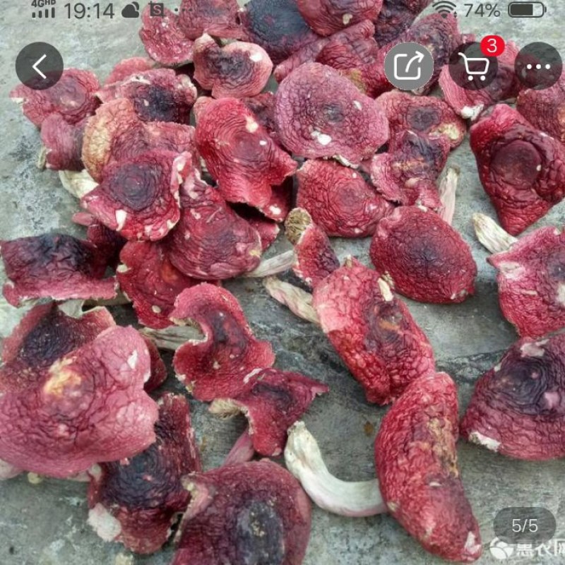 自家烘烤云南普洱大红菇微开伞菇