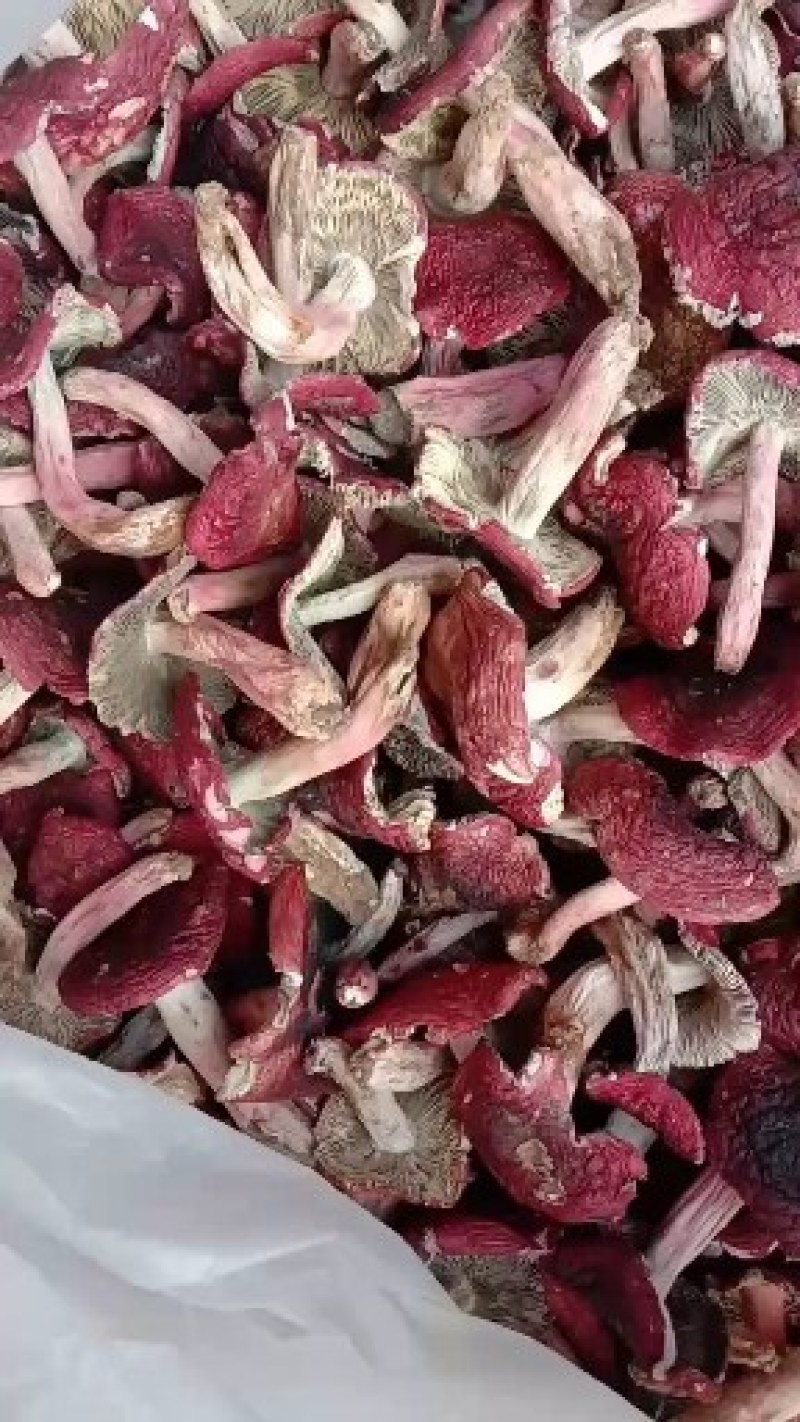 自家烘烤云南普洱大红菇微开伞菇