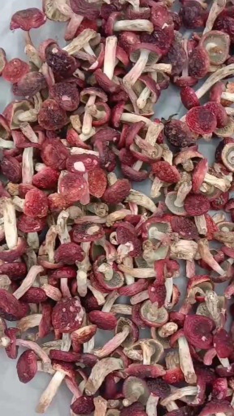 自家烘烤云南普洱大红菇微开伞菇