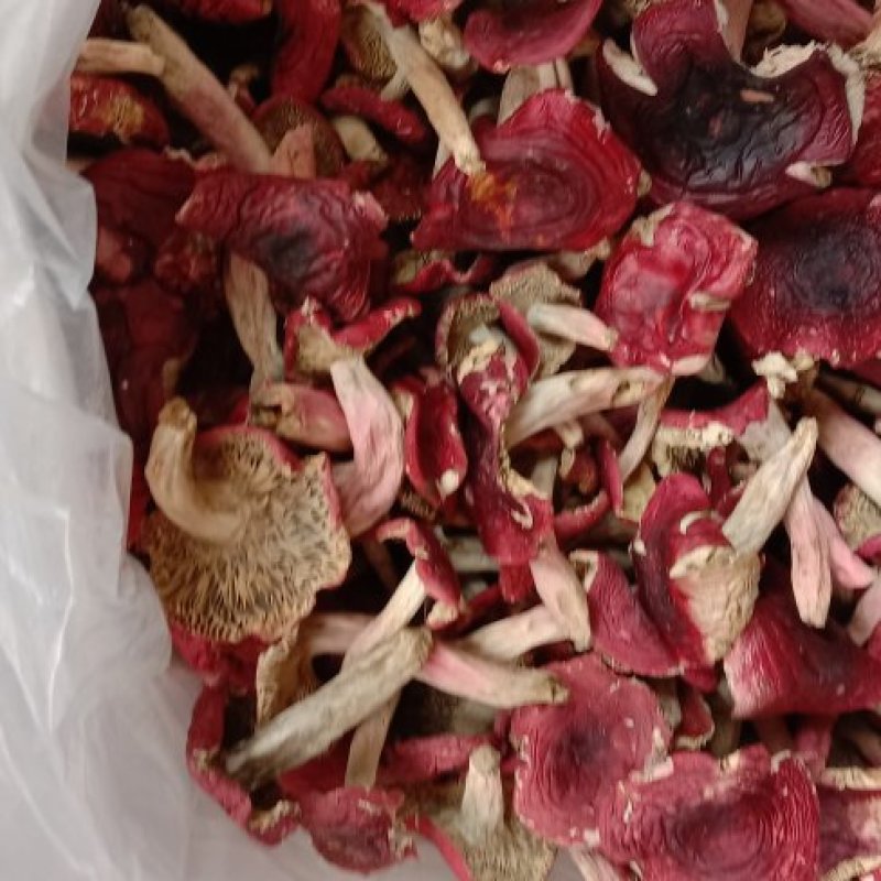 自家烘烤云南普洱大红菇微开伞菇