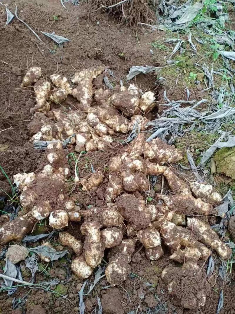 湖南常德菊芋，基地直供，一手货源，量大从优，质量保证