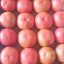 这里是宁夏银川硬粉西红柿产地今天是八月十六号价格0.15