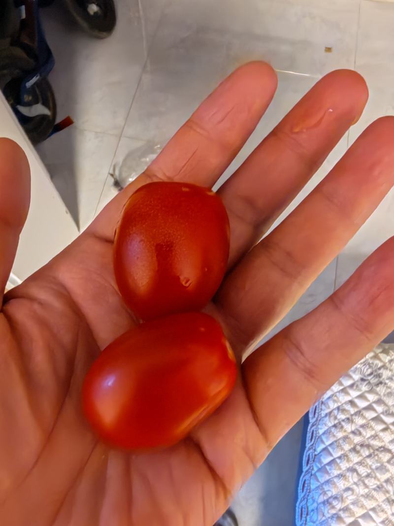 千禧圣女果