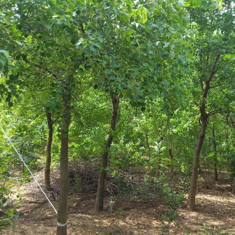 乌桕树江西乌桕基地直发价格详谈提供技术支持