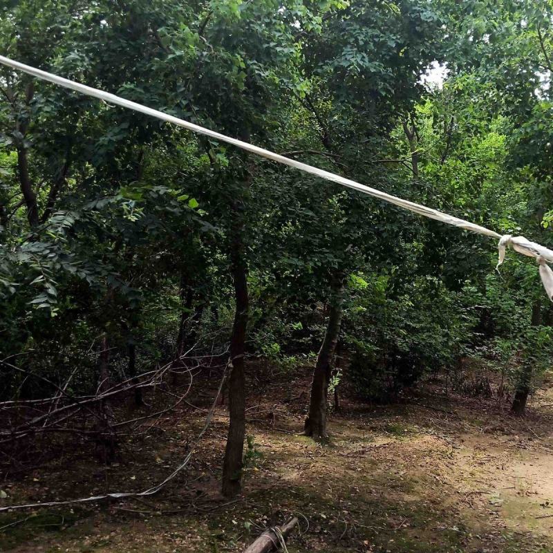 乌桕树江西乌桕基地直发价格详谈提供技术支持