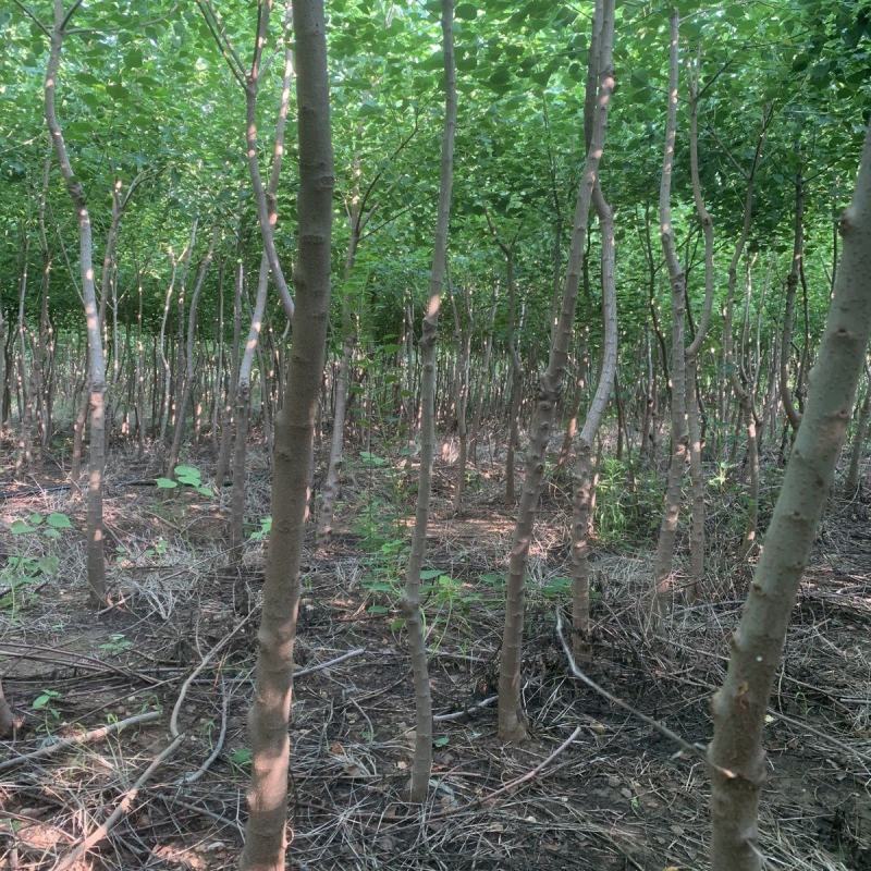 乌桕树江西乌桕基地直发价格详谈提供技术支持