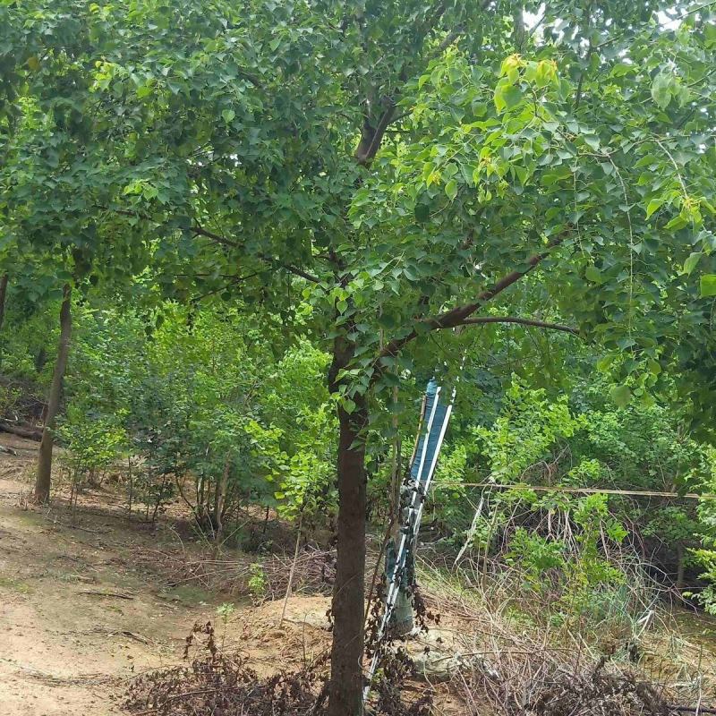 乌桕树江西乌桕基地直发价格详谈提供技术支持