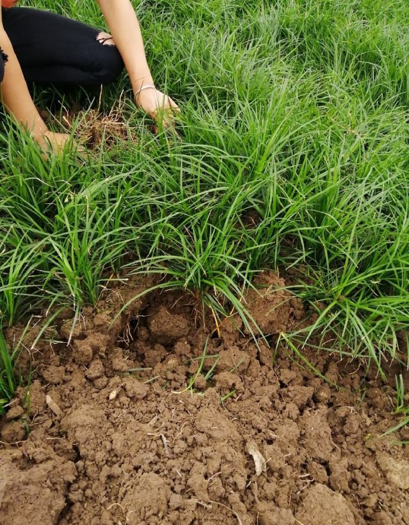 四川精品细叶麦冬草，基地直发一手货源量大从优欢迎采购下单