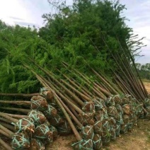 水杉树苗价格详谈基地直供价格欢迎致电