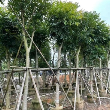栾树江西栾树现挖现发价格可谈提供技术欢迎来电咨询