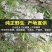 云南化石草中药野生化石草肾精草精选新货化石草
