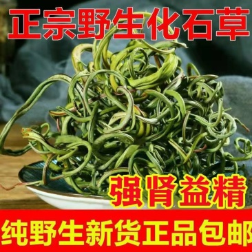 云南化石草中药野生化石草肾精草精选新货化石草