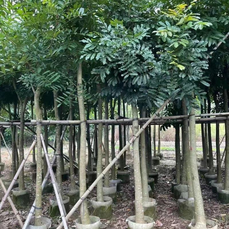 栾树江西栾树现挖现发价格可谈提供技术欢迎来电咨询