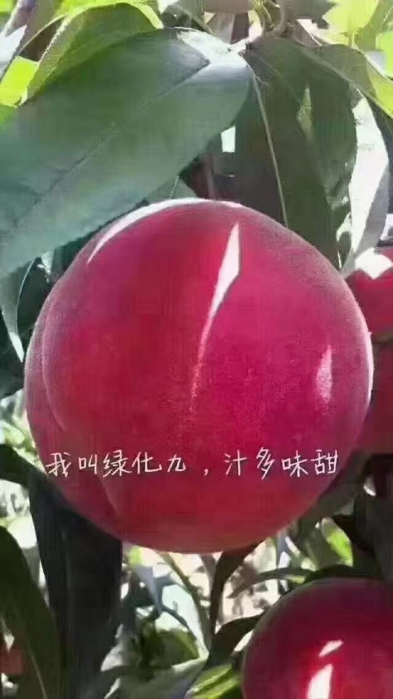 平谷大桃，品名绿化九号，一手货源，对接电商，一件代发