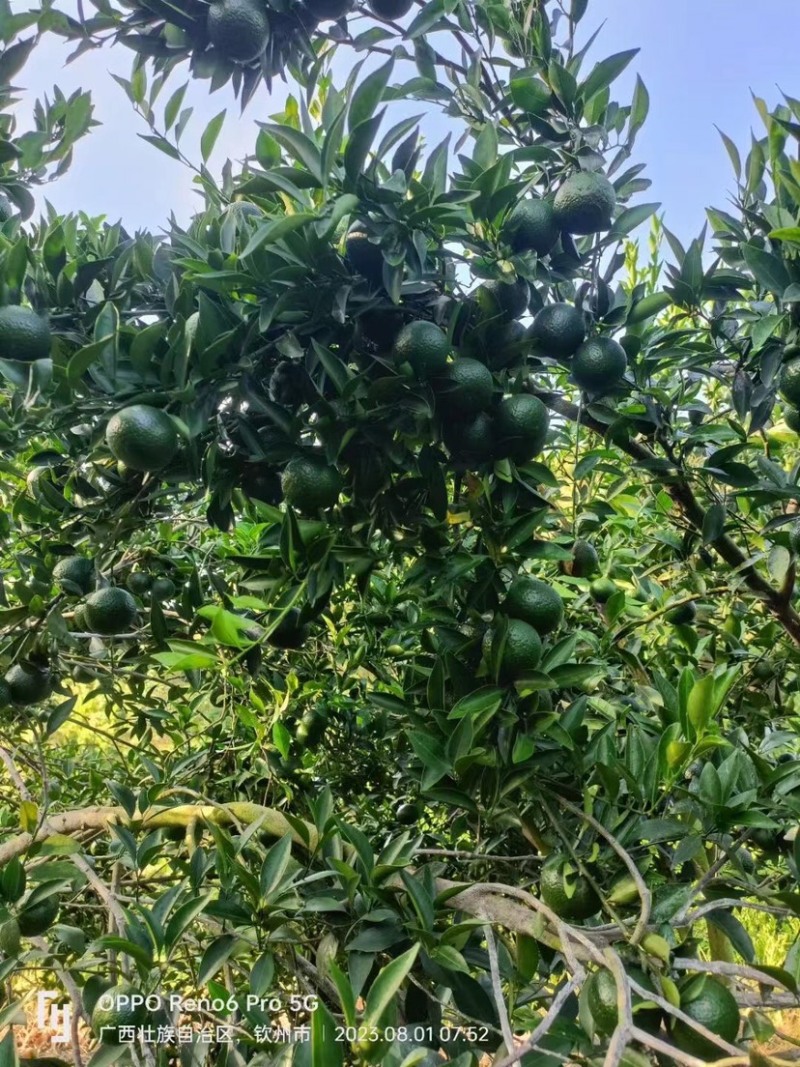 新会小青柑果园新鲜现摘柑普茶多规格5.0-5.5-60