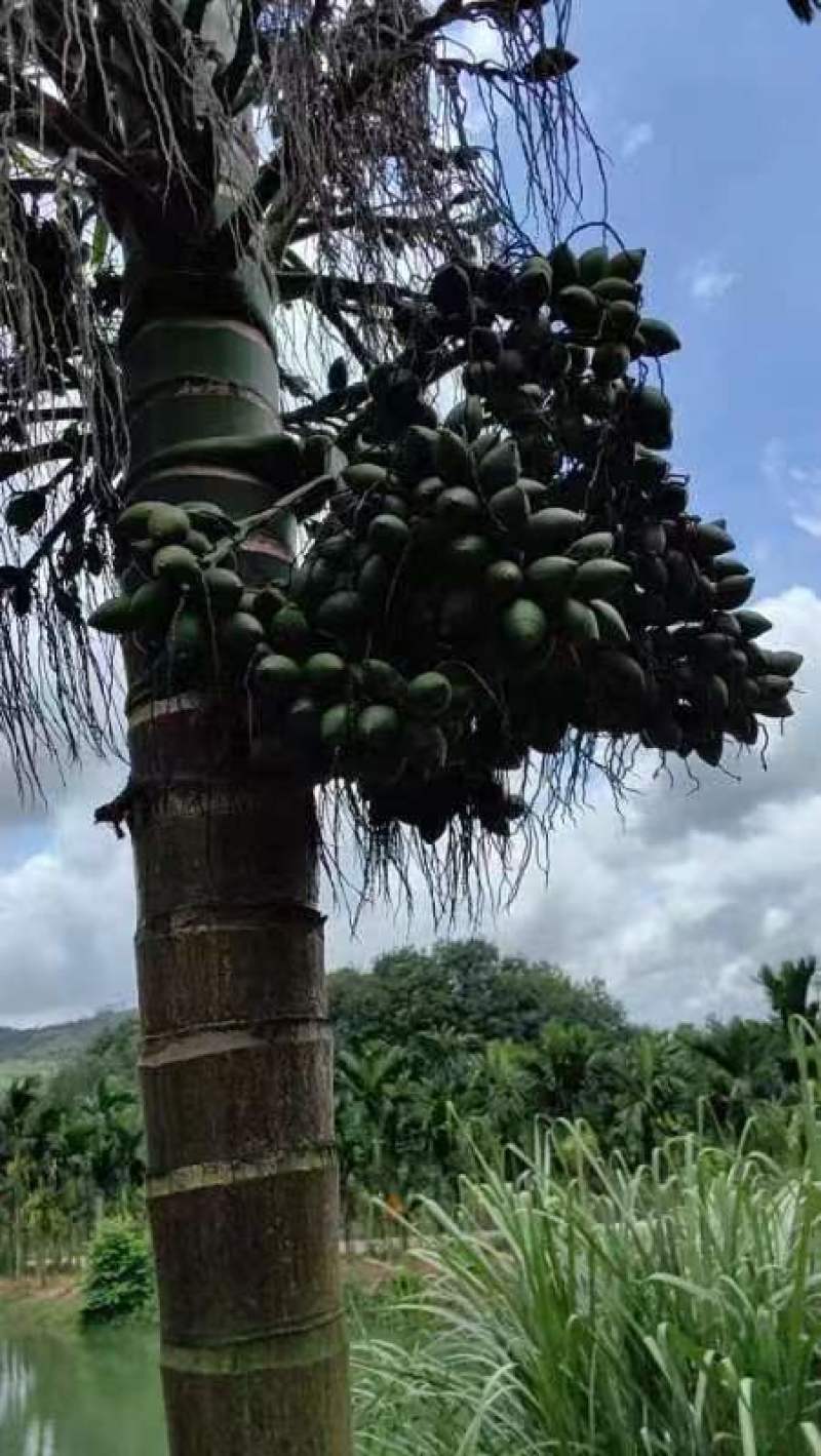 海南三亚涯城槟榔