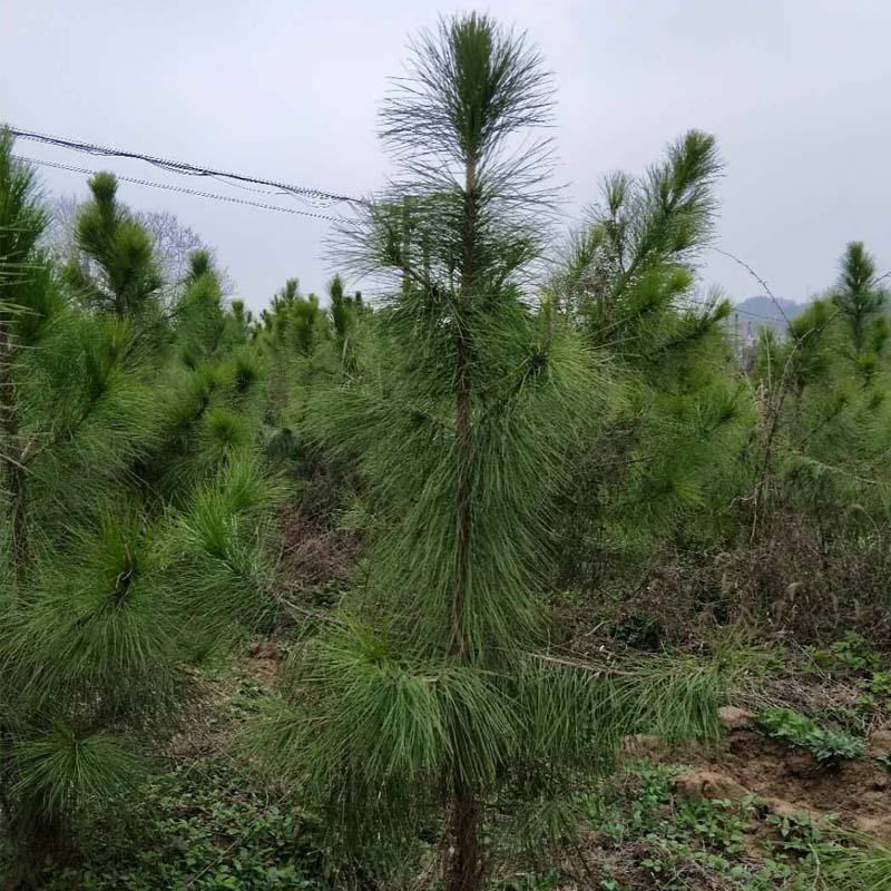 湿地松树价格详谈基地直供一手货源价格优惠欢迎致电