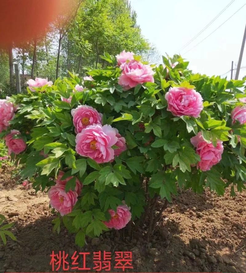 出售4年牡丹原颗苗