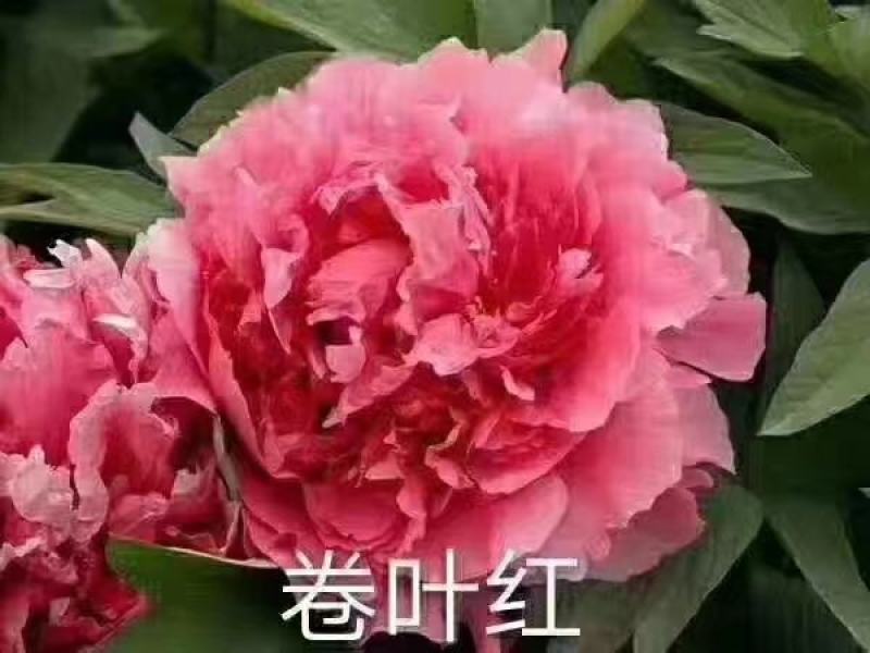 出售4年牡丹原颗苗
