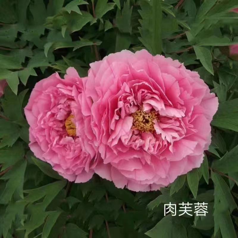 出售4年牡丹原颗苗