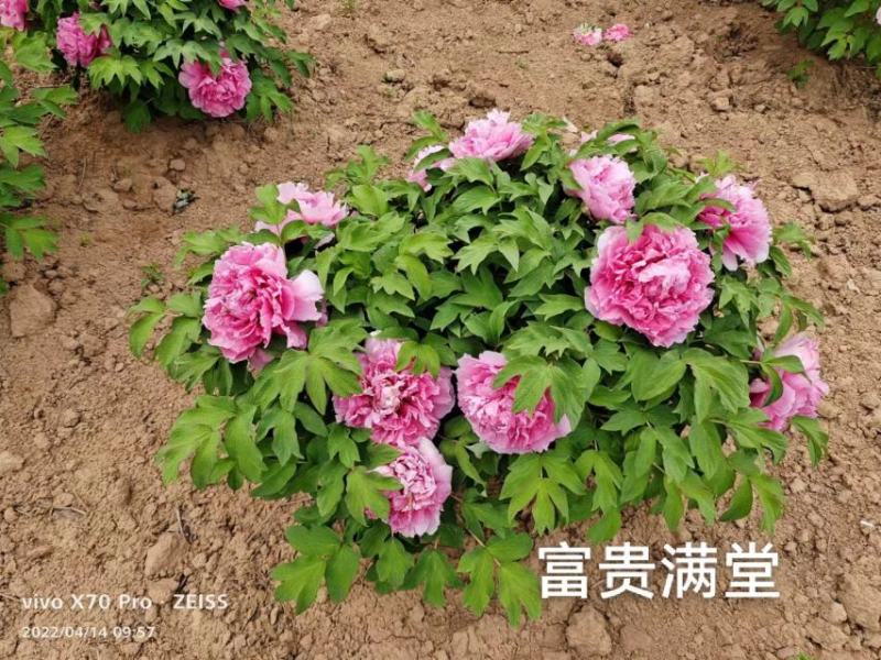 出售4年牡丹原颗苗
