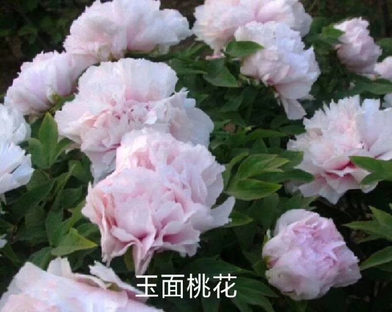 出售4年牡丹原颗苗