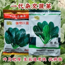 墨秀/强势巨菠一代杂交菠菜种子抗病强适应性广菜园基地专用