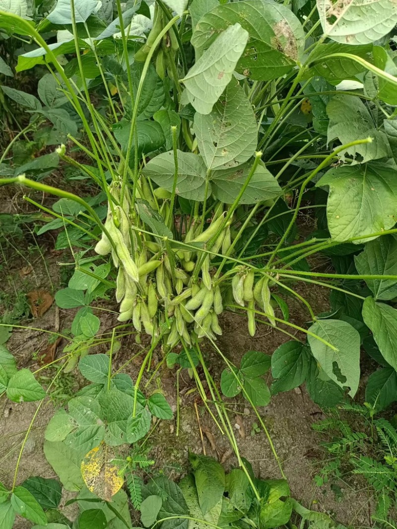 精品高山毛豆，自家种植，200亩，欢迎咨询