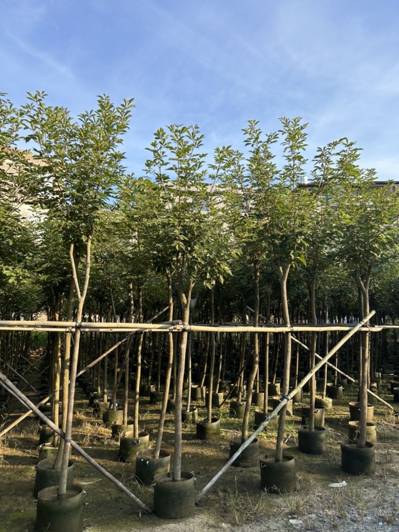 大量供应5-6分黄花风铃木