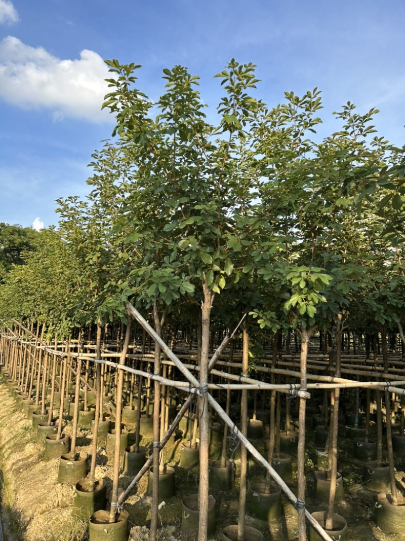 大量供应5-6分黄花风铃木