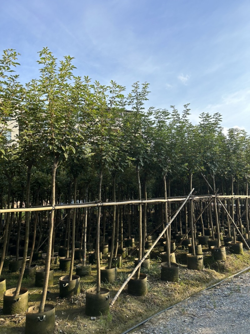 大量供应5-6分黄花风铃木