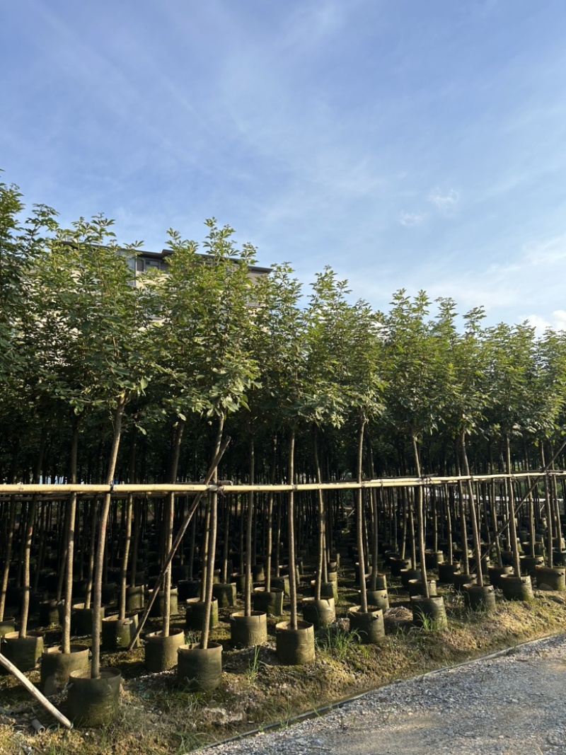 大量供应5-6分黄花风铃木