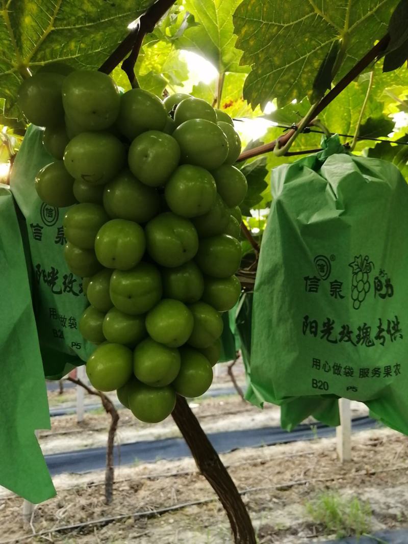 阳光玫瑰，香甜可口，现大量上市。