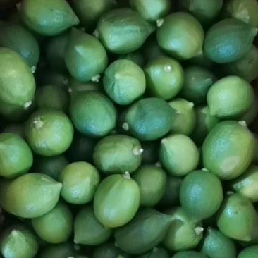 香水柠檬