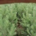 樟子松