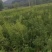 樟子松