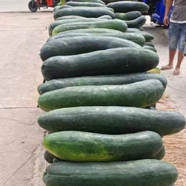 黑皮地冬瓜大量上市，有需要的可以联系