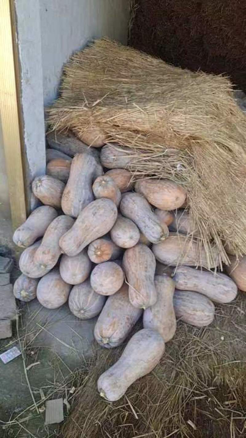 南瓜大量上市，有需要的可以联系