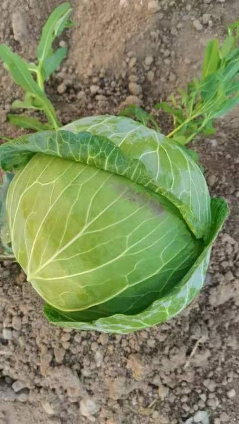 大包菜